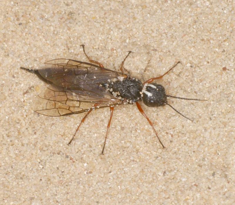 ZZ_ZZXYX_D2956_Z_88_NP De Hoge Veluwe_Nederland.jpg